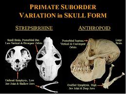 Answered: Is This A Primate (If So What Type) And… | Bartleby