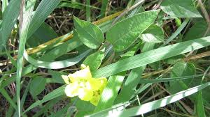 Image result for Sphedamnocarpus pruriens