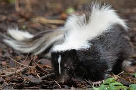 To know how to repel skunk as soon as possible from your household, you should be aware of the basic characteristics of skunks. Detroit Man Uses Smoke Bombs To Scare Skunks Ends Up Setting His House On Fire Ibtimes India