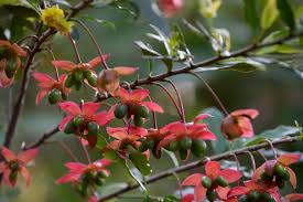 Image result for Ochna serrulata