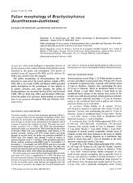 Image result for Brachystephanus holstii