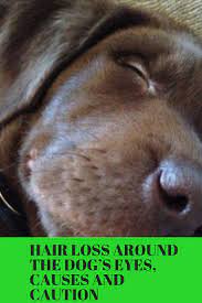 Along with hair loss around the ears, eyes, mouth, and elsewhere, signs your dog may have mites include oily skin, thickened skin, itching, and inflammation. Hair Dogs Loss Around The Eyes Dog Eyes Dogs Hair Loss