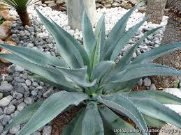 Image result for Agavaceae