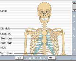 Anatomy is the sum of all your parts. Learn Human Body Functions By Interactive Video Simulations Get Body Smart