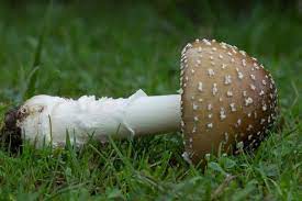 Amanita Pantherina Panthercap Mushroom