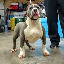 We have been a world renowned xxl pitbull/ xxl american bully breeder for a decade. Xxl American Bully Puppies For Sale