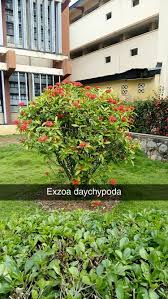 Image result for Ixora brachypoda