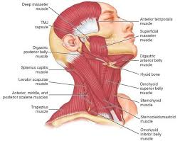 Learn this topic fast with head and neck muscle anatomy reference charts. Head And Neck Rk S Website