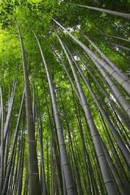Nigeria Can Generate 24 Million Jobs From Bamboo Production
