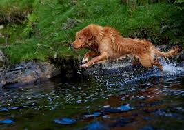 Annual cost of owning a nova scotia duck tolling retriever puppy. Nova Scotia Duck Tolling Retriever Dog Breed Information