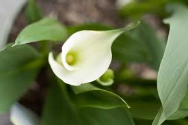 Plant the lilies about 1 foot apart to ensure the plant has adequate room to grow. How To Keep A Calla Lily From Falling Over