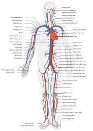 Label and learn you can use this to either test yourself or to learn anatomy. Blood Vessel Structure And Function Boundless Anatomy And Physiology