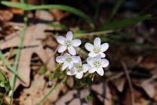 Wildflower Walk