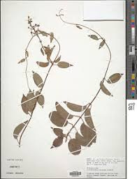 Image result for Tristellateia africana