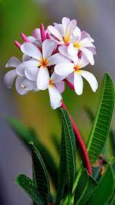 Plumeria Native Of Hawaii Mas Beautiful Flowers Plumeria Flowers Amazing Flowers