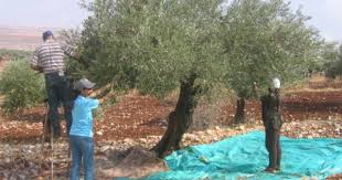 Les Olives Noires Et Les Olives Vertes Sont Les Memes Fruits Qui Poussent Sur Le Meme Arbre La Seule Difference Reside D Outdoor Blanket Picnic Blanket Picnic