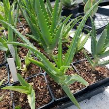 Image result for Aloe arborescens × inyangensis
