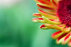 Floral Macro Photography On A Budget No Macro Lens Needed Shoot It With Film Macro Lens Macro Photography Photography