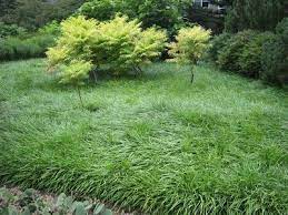 Future Plants By Randy Stewart Liriope Mondo Grass Mondo Grass City Garden Grass Alternative