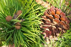 Image result for Pinus