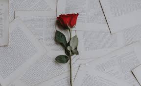 Instructions On Loving An Infj Laptop Wallpaper Desktop Wallpapers Cute Laptop Wallpaper Laptop Wallpaper