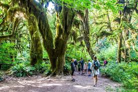 Official website of the olympic games. 16 Incredible Things To Do In Olympic National Park Wa