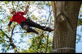 Ryan lawn & tree has 25 isa certified arborists on staff to ensure that all of our tree services provide maximum benefit to your trees. Labor Of Love How To Become A Tree Climber And Why Few Want To The Morning Call