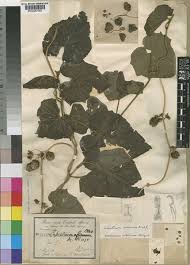 Image result for Lepistemon owariensis