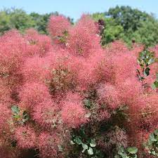 Appearing in late spring, large, feathery, pink flower plumes cover the plant with fluffy, hazy 'smoky' puffs throughout summer. The Velvet Fog Smokebush Cotinus Coggygria Proven Winners