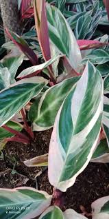 We did not find results for: Jual Grosir Tanaman Hias Semarang Sinox Nursery