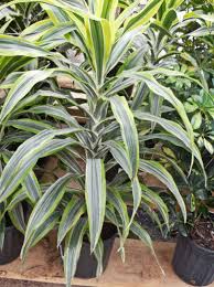 We did not find results for: Growing Dracaena Fragrans How To Grow Corn Plants