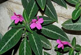 Image result for Ruellia makoyana