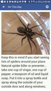The number one priority at waltham pest services is protecting the safety of our employees and customers. 9 Spider Eliminators Ideas Household Hacks Get Rid Of Spiders Pest Control