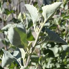 Image result for Atriplex