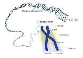 Plant cells are more similar in size and are typically rectangular or cube shaped. Chromosome Definition Structure Types And Composition Javatpoint