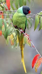 A Few Years Ago He Was Feeding Just A Few Parakeets But Today It S Amazing Papagan Papaganlar Guzel Kuslar