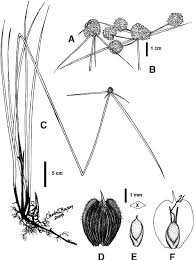 Image result for Oxycaryum