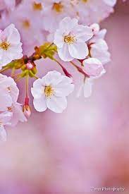 Beautiful Blossom Flower Photos Blossom Cherry Blossom