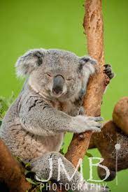 Riverbanks Zoo And Garden Columbia Sc Koala Riverbank Zoo Koala Koala Bear