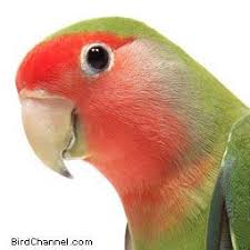 Pet Birds That Don T Fly Away Don T Feed These Bad Foods To Your Pet Bird Your Parrot Might Get Sick Ka Pet Birds Bird Supplies Pet Bird