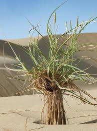 Image result for Coelachyrum