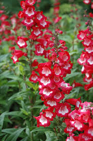 Image result for Penstemon hartwegii