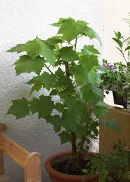 Image result for Sparrmannia
