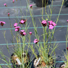 Image result for Dianthus angolensis