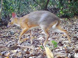 The tiny creatures that most probably, house mouse and deer mouse are the ones that you're likely to encounter in your. Silver Backed Chevrotain With Fangs And Hooves Photographed In Wild For First Time Npr