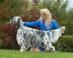 Black And White English Setter Dog English Setter Black And White English Setter Dogs English Setter Puppies English Setter