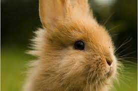 صور ارانب جميلة احلي صور ارانب كيوت خلفيات ارانب رائعة موقع حصري Rabbit Pictures Pet Bunny Cute Bunny