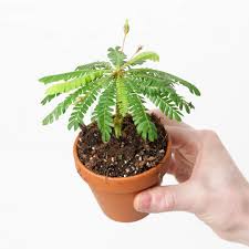 Image result for Biophytum