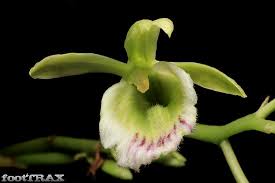 Image result for Pentodon pentandrus