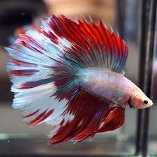 Blush Roses 034 034 Double Tail Dt Big One Male Betta Betta Fish Fish